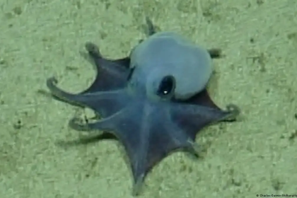 Submarino-halla-raro-pulpo-azul-en-Galapagos-profundo