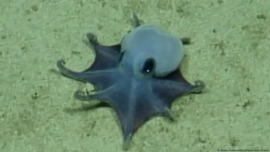 Submarino-halla-raro-pulpo-azul-en-Galapagos-profundo