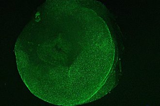 Tejido-zombi-desafia-los-limites-de-la-vida-biologica